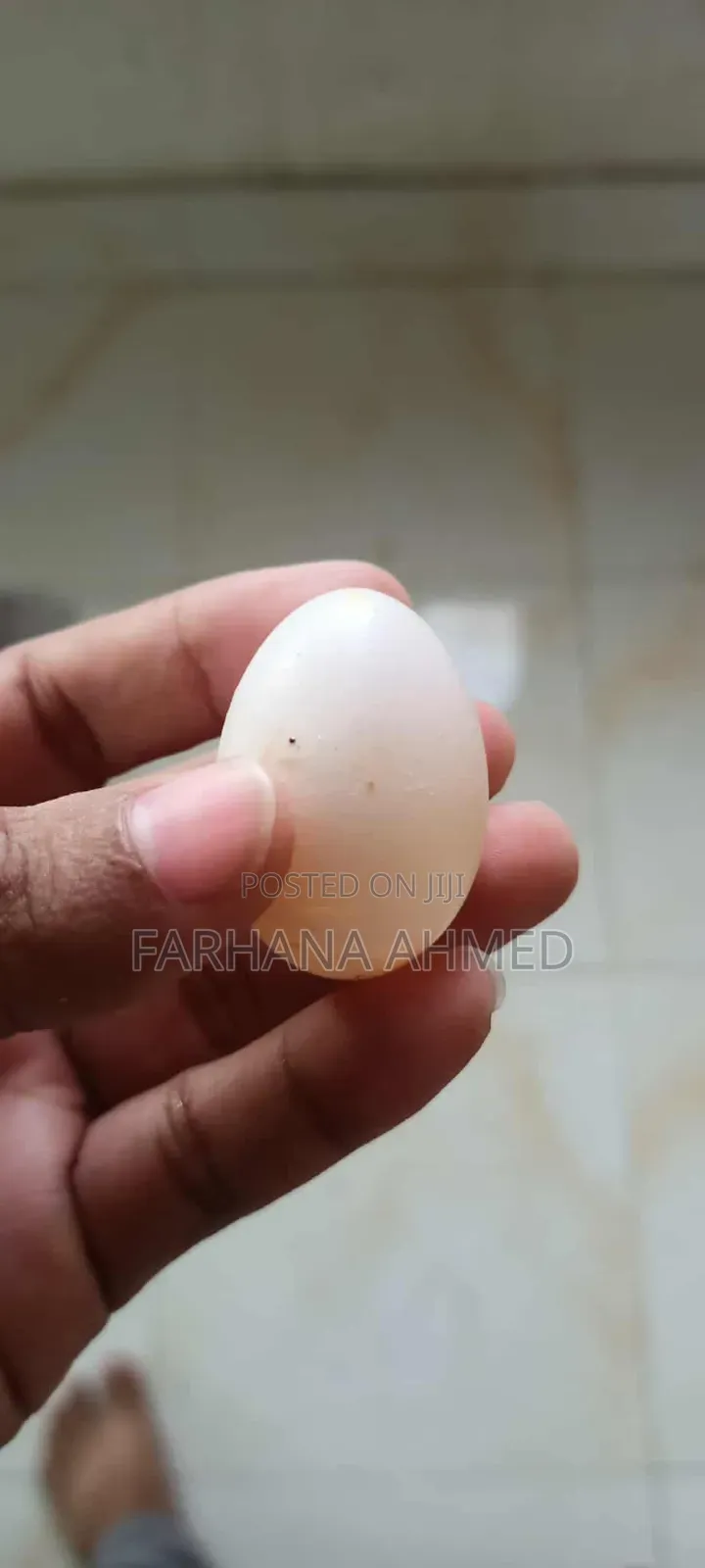 Lokkha Kobutor লক্ষা কবুতর ১ জোড়া