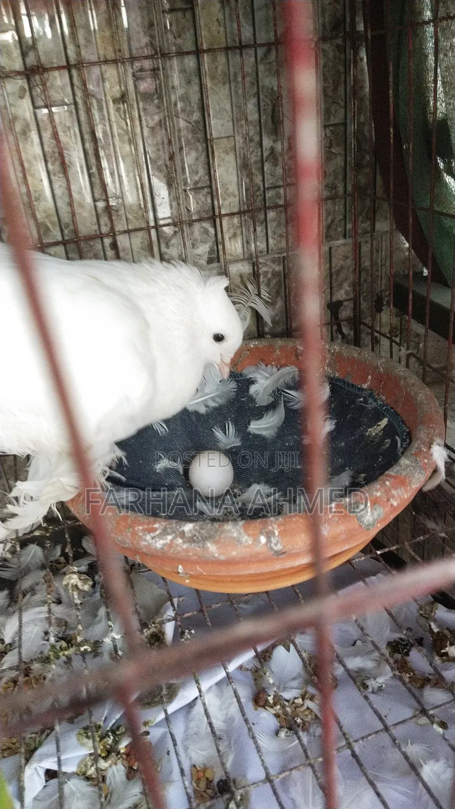 Lokkha Kobutor লক্ষা কবুতর ১ জোড়া