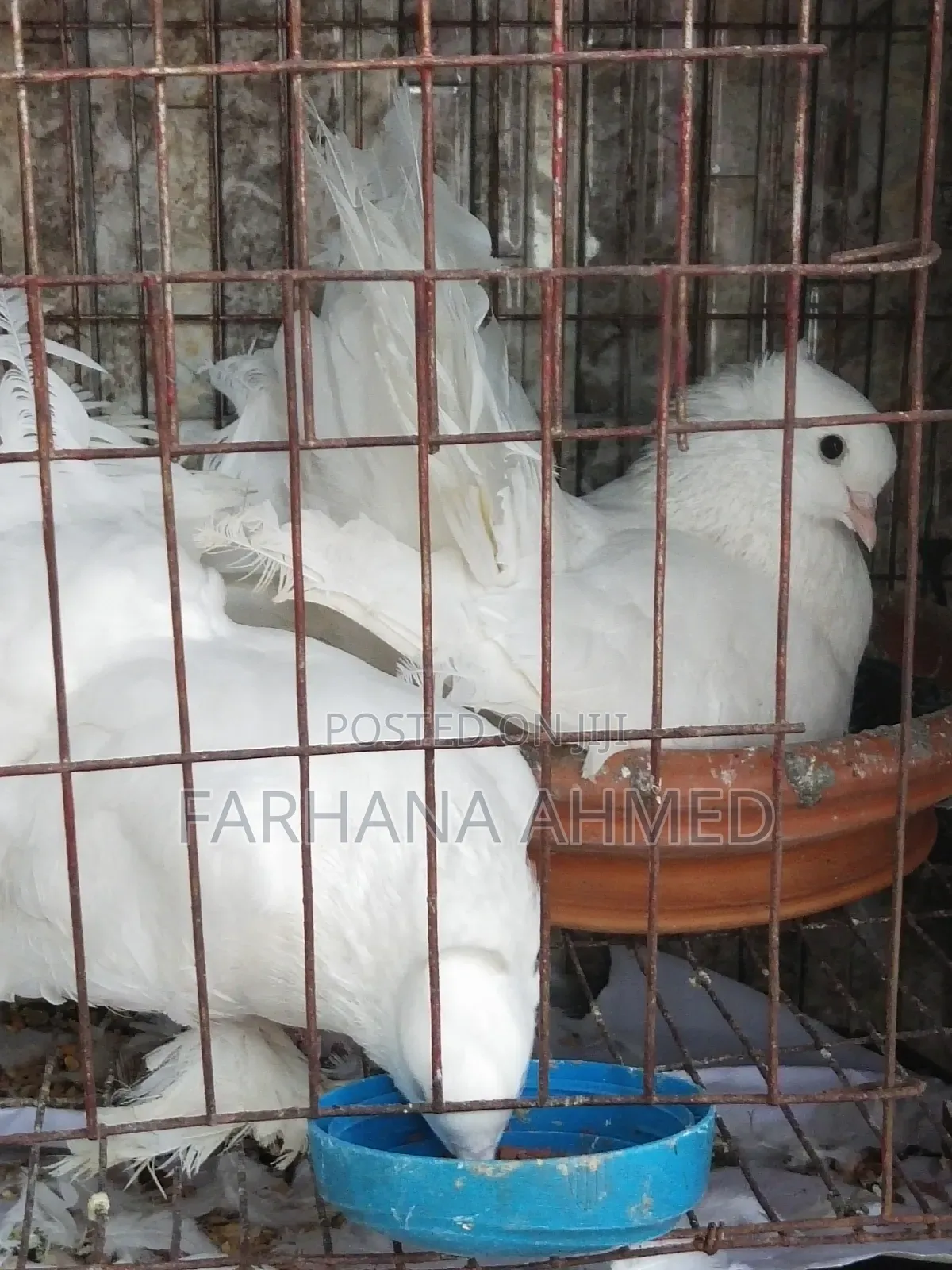 Lokkha Kobutor লক্ষা কবুতর ১ জোড়া