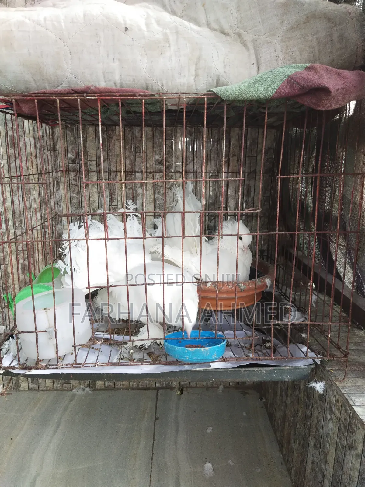 Lokkha Kobutor লক্ষা কবুতর ১ জোড়া