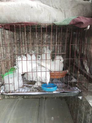 Lokkha Kobutor লক্ষা কবুতর ১ জোড়া