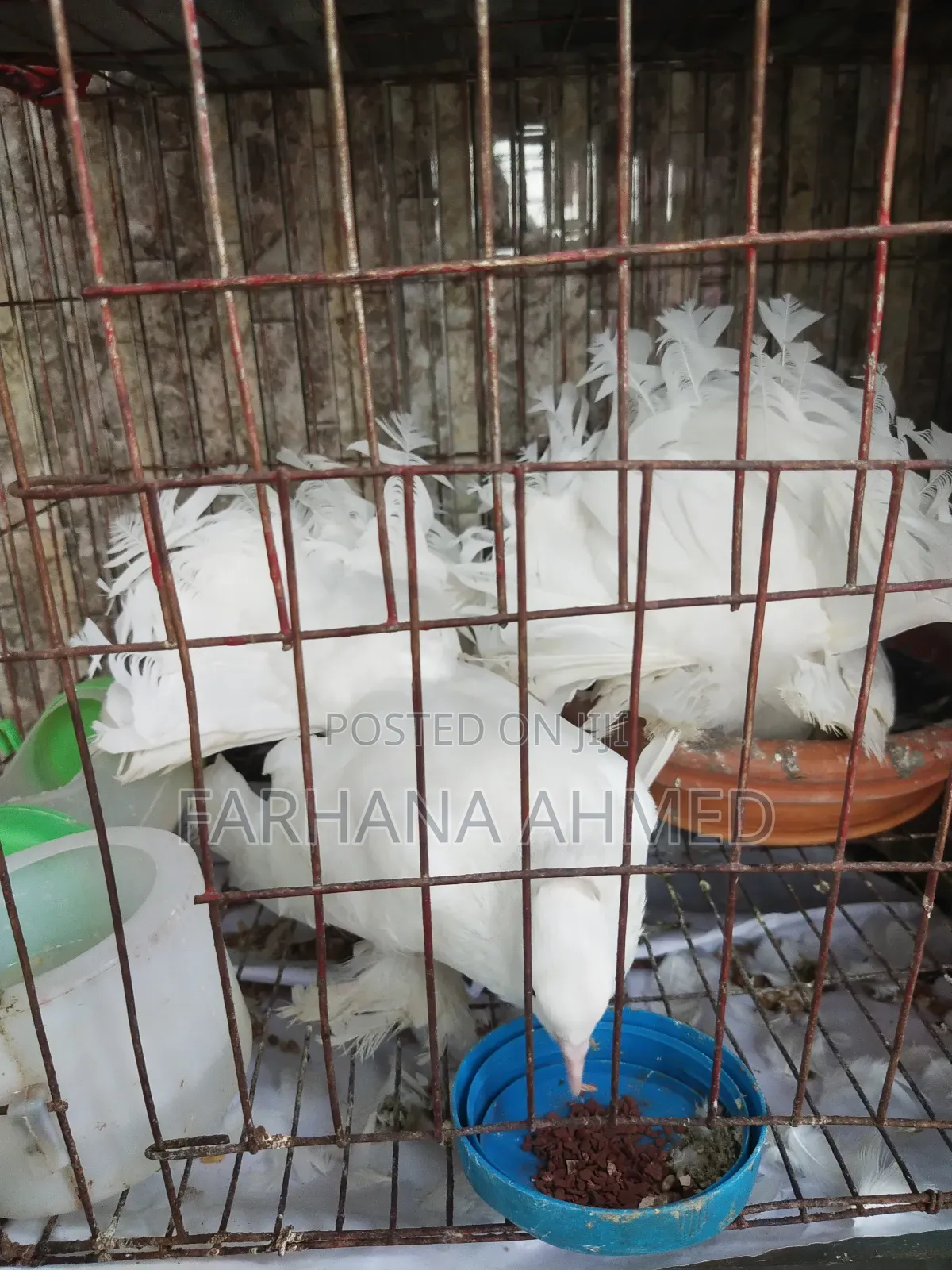 Lokkha Kobutor লক্ষা কবুতর ১ জোড়া