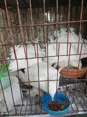 Lokkha Kobutor লক্ষা কবুতর ১ জোড়া