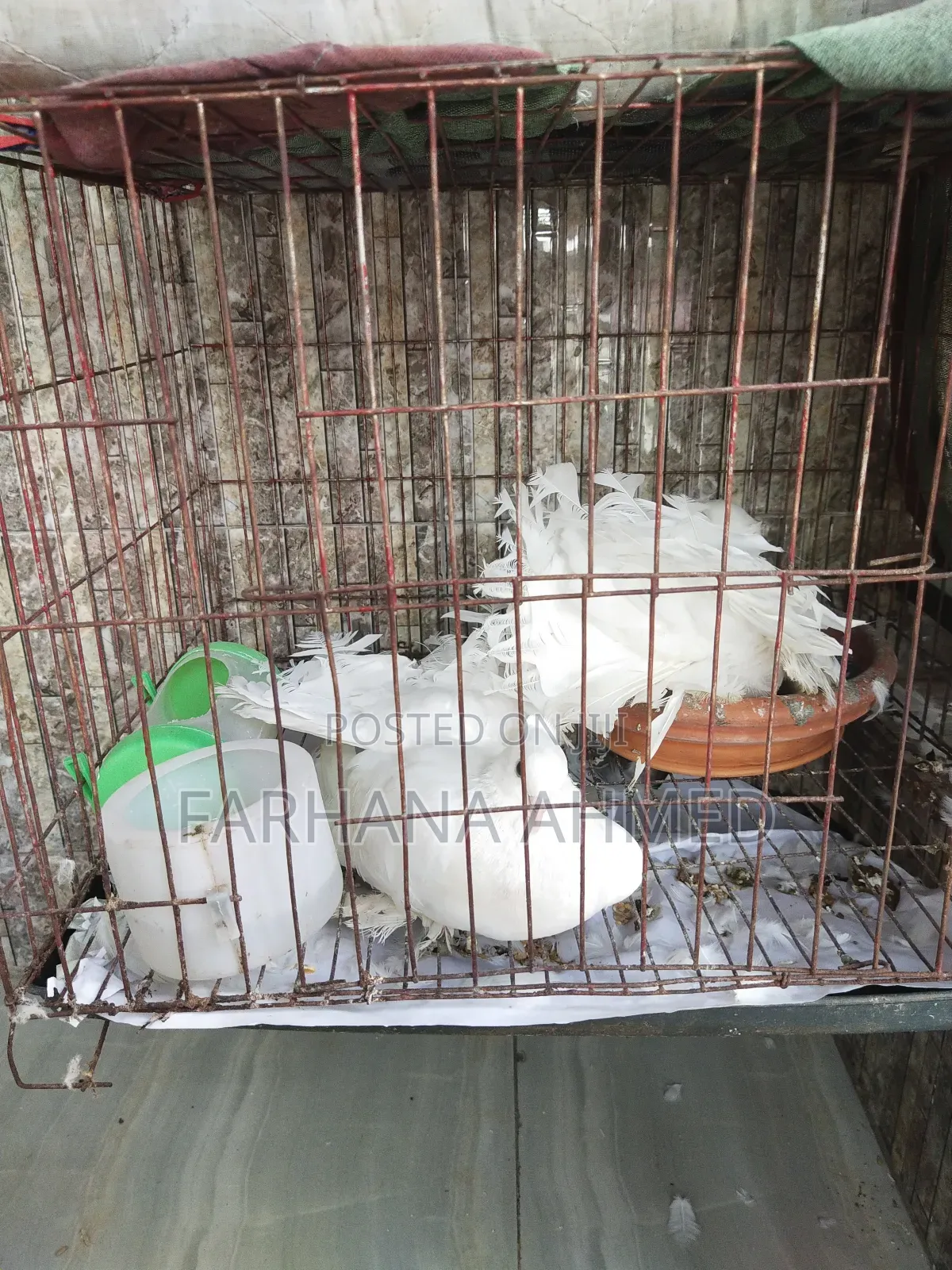 Lokkha Kobutor লক্ষা কবুতর ১ জোড়া