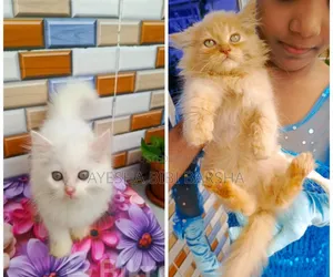 Photo - 1-3 Months Female Purebred Persian