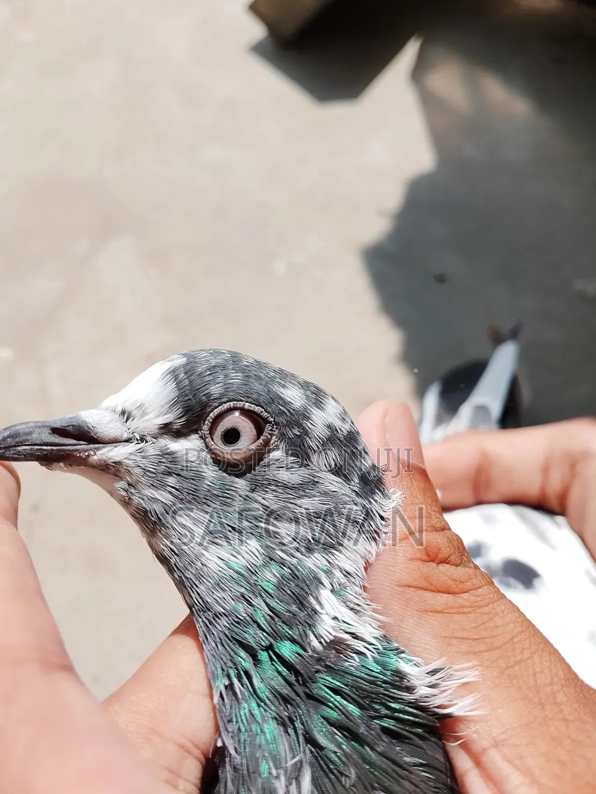 (Teddy) Baby . Highflyer Pegion Male