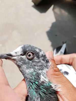 Photo - (Teddy) Baby . Highflyer Pegion Male