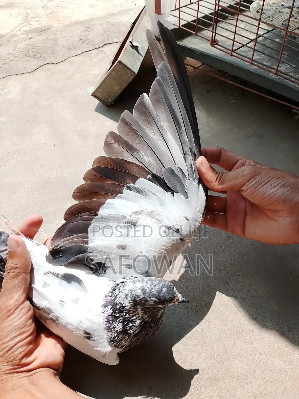 (Teddy) Baby . Highflyer Pegion Male