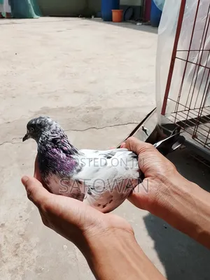 (Teddy) Baby . Highflyer Pegion Male