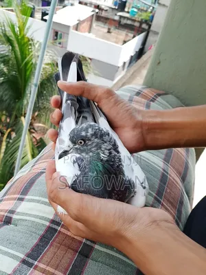 (Teddy) Baby . Highflyer Pegion Male