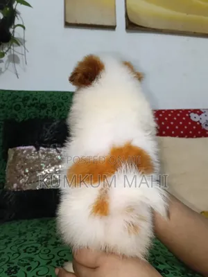 Photo - 1-3 Months Female Purebred Akita