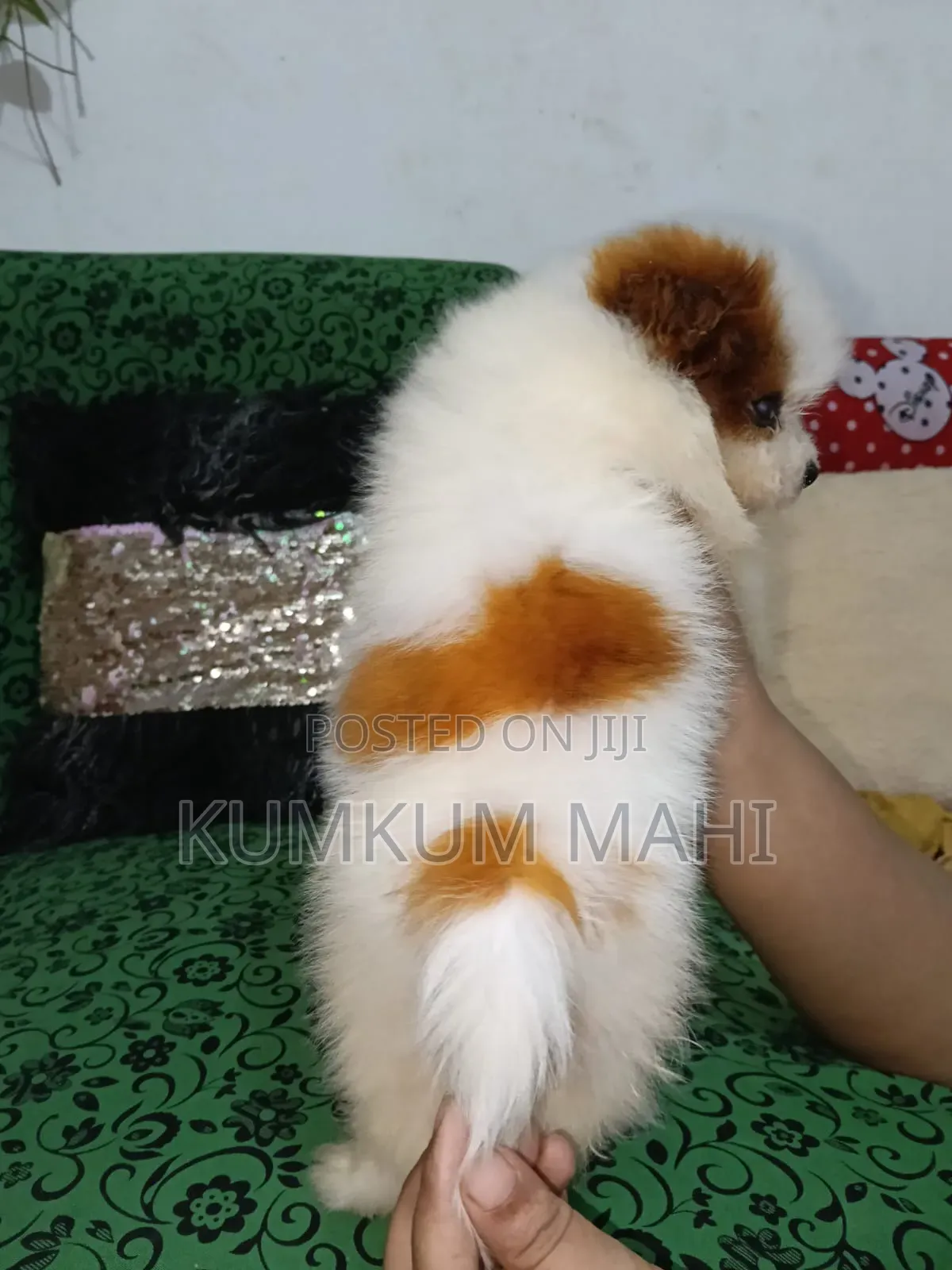 1-3 Months Female Purebred Akita