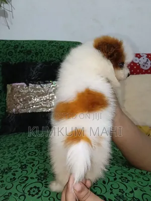 1-3 Months Female Purebred Akita