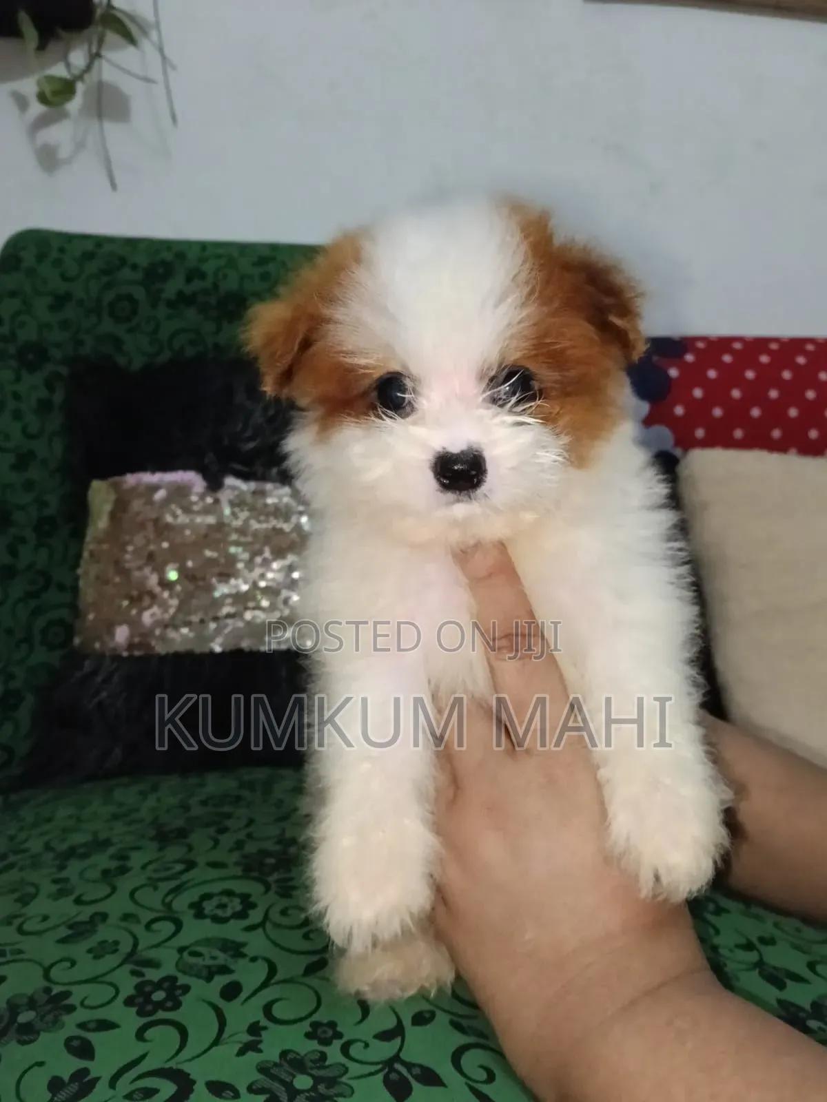 1-3 Months Female Purebred Akita