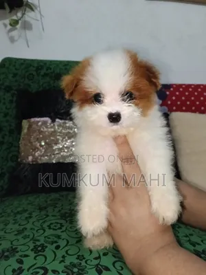 1-3 Months Female Purebred Akita