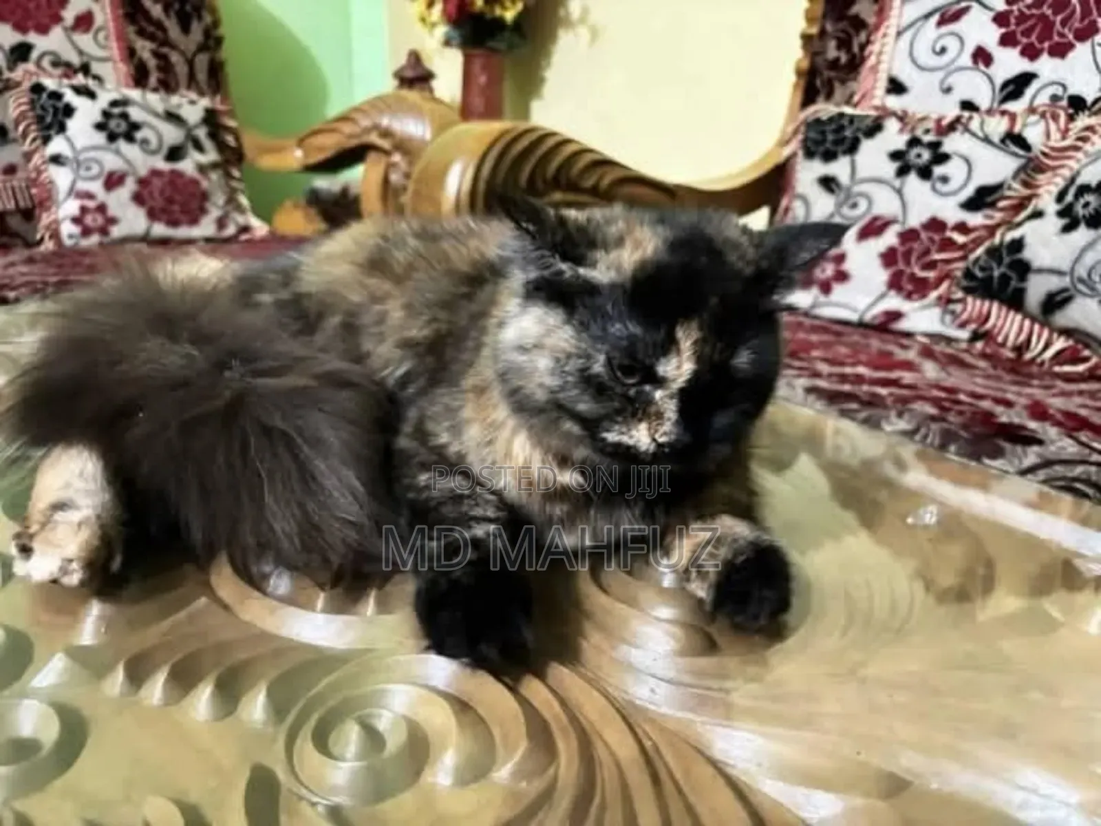6-12 Months Female Mixed Breed Persian