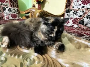 Photo - 6-12 Months Female Mixed Breed Persian