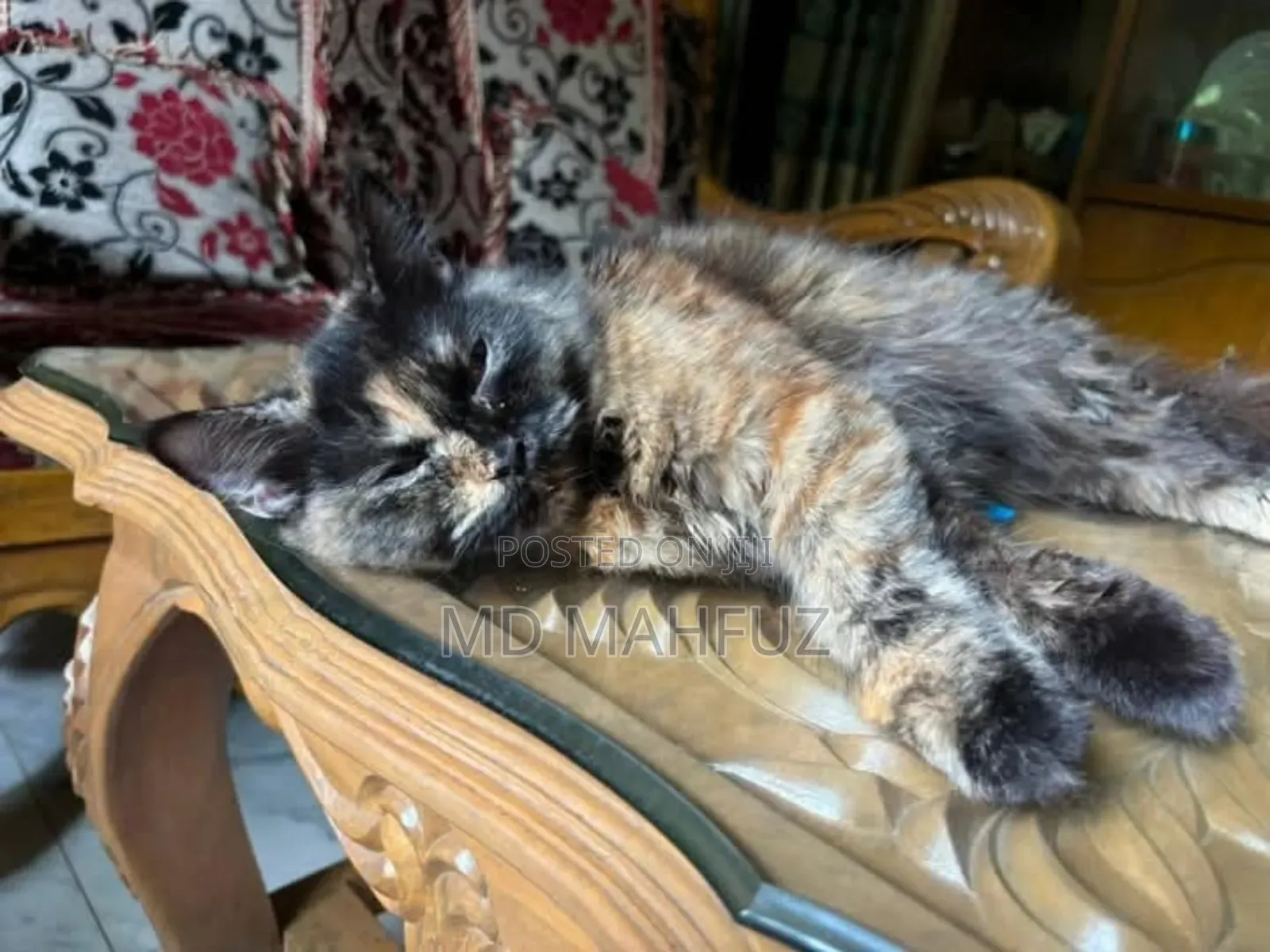 6-12 Months Female Mixed Breed Persian