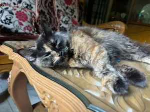 6-12 Months Female Mixed Breed Persian