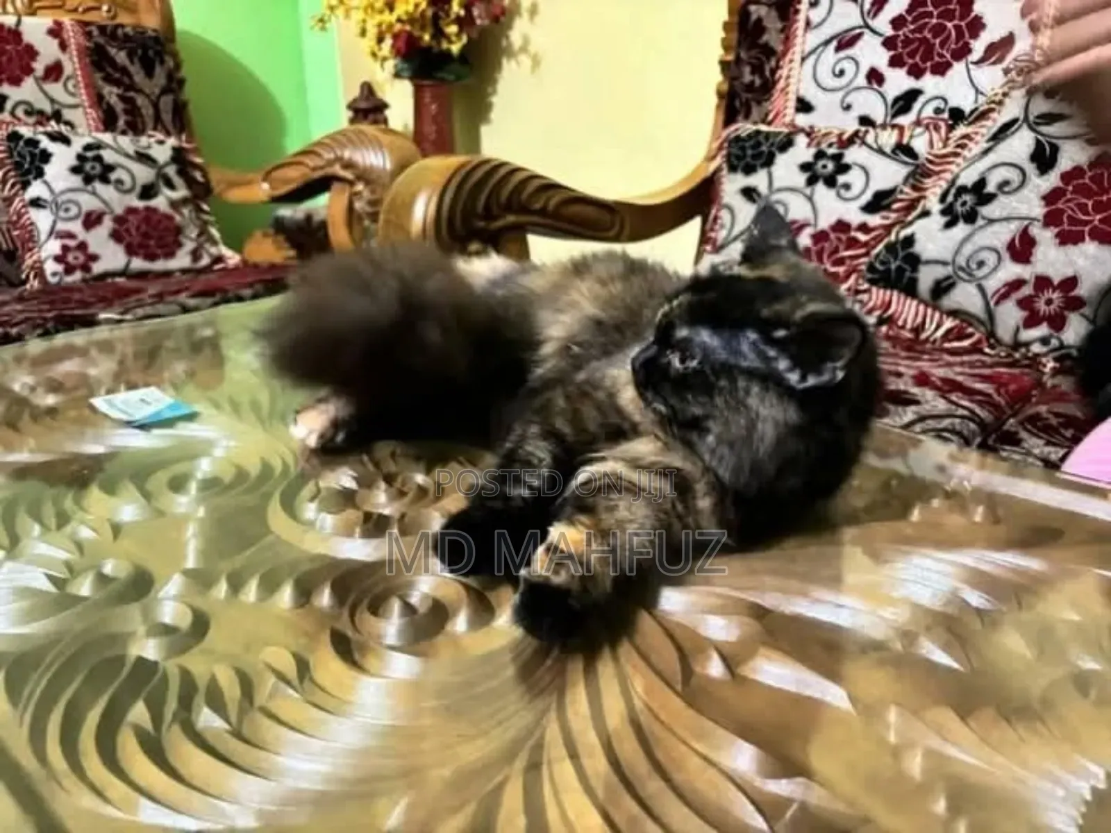 6-12 Months Female Mixed Breed Persian