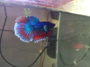 Photo - Beta Fish Blue and Red