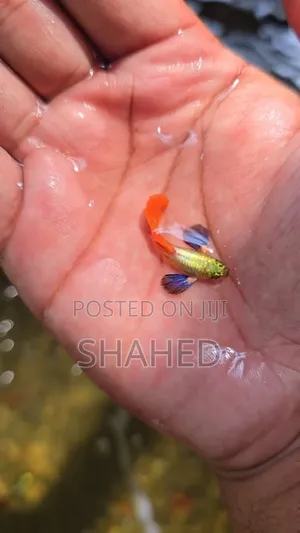 Photo - RTP Guppy Fish