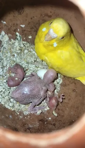 Photo - Tame Size Budgie Babies