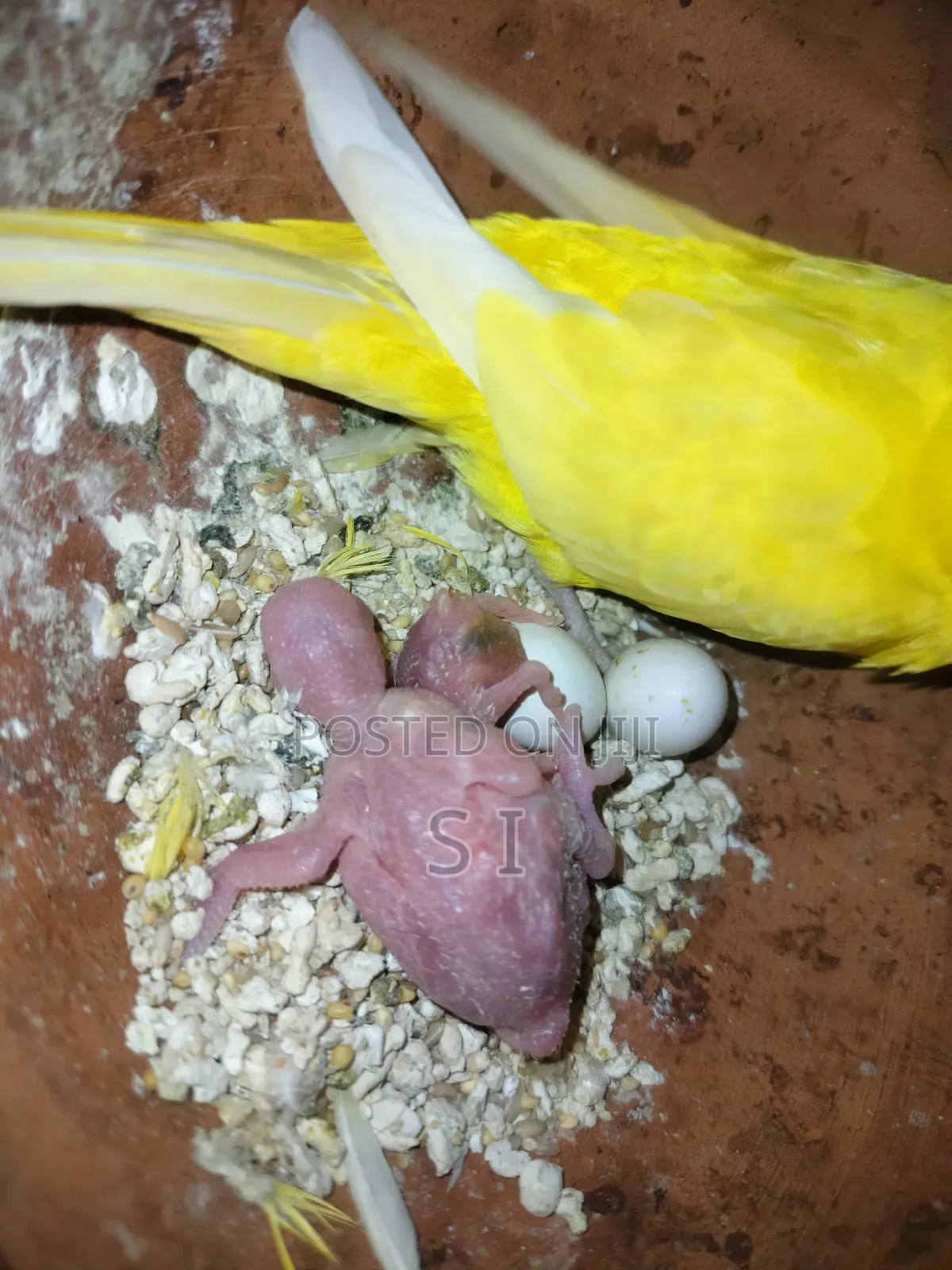 Tame Size Budgie Babies