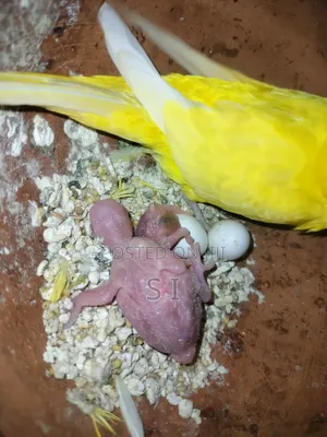 Tame Size Budgie Babies