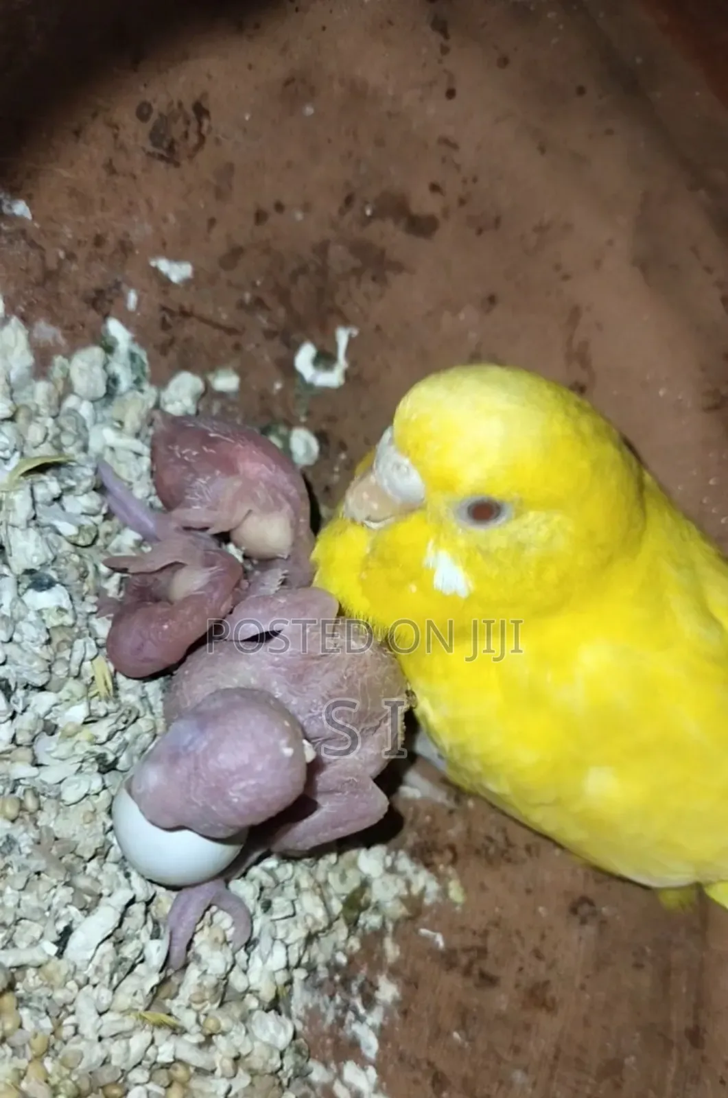 Tame Size Budgie Babies