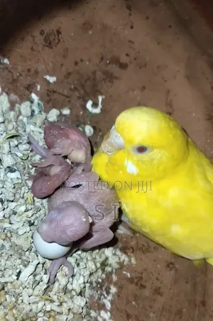 Tame Size Budgie Babies