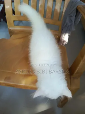 1-3 Months Female Purebred Persian