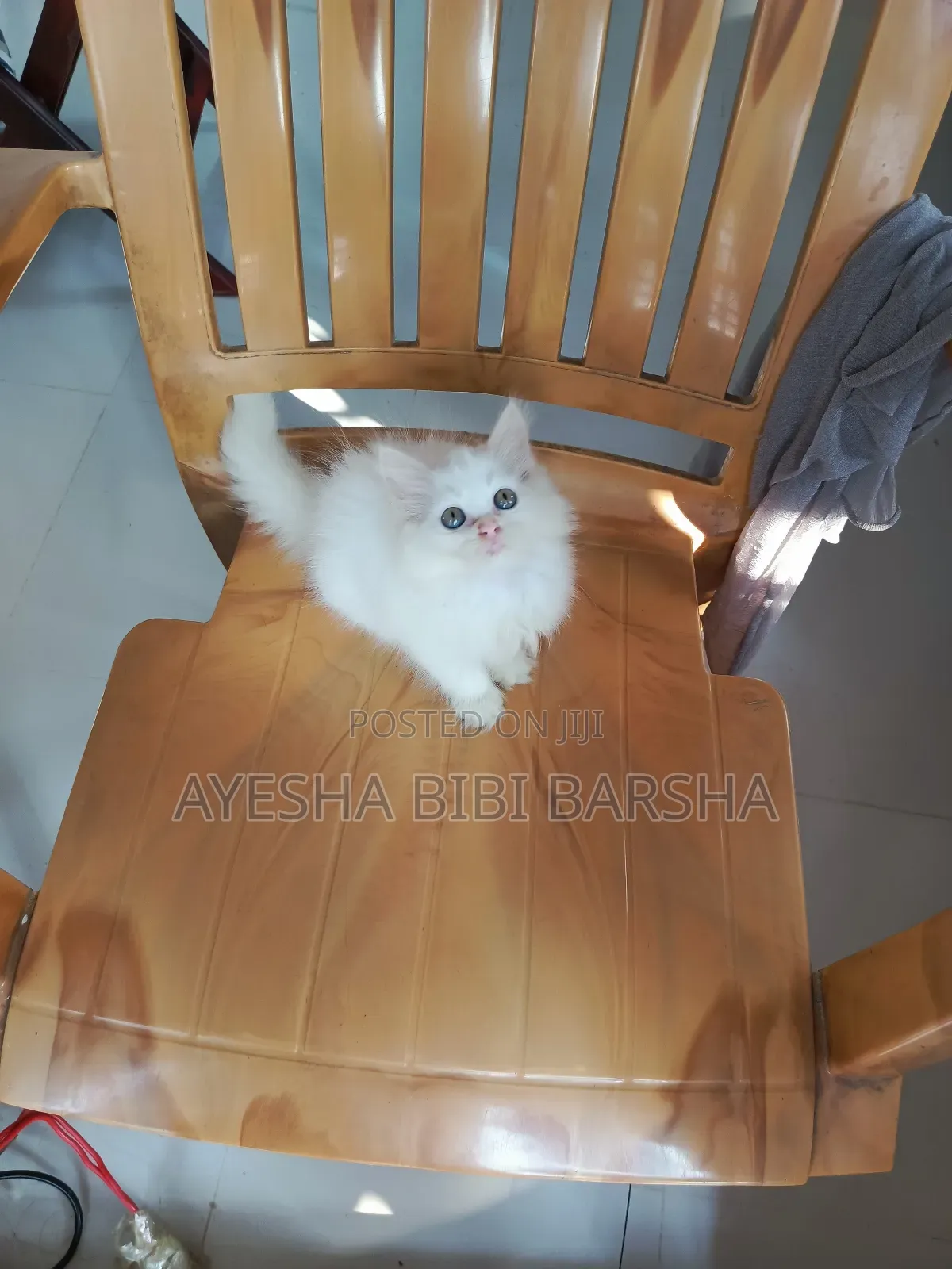 1-3 Months Female Purebred Persian