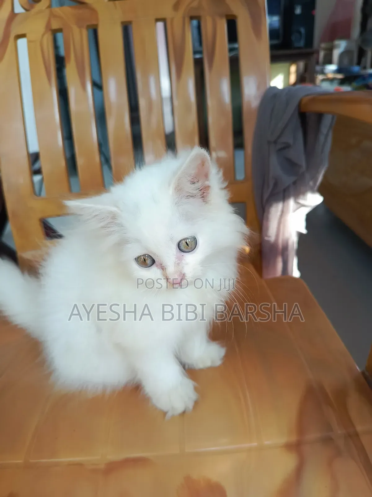 1-3 Months Female Purebred Persian