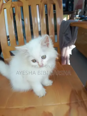 1-3 Months Female Purebred Persian