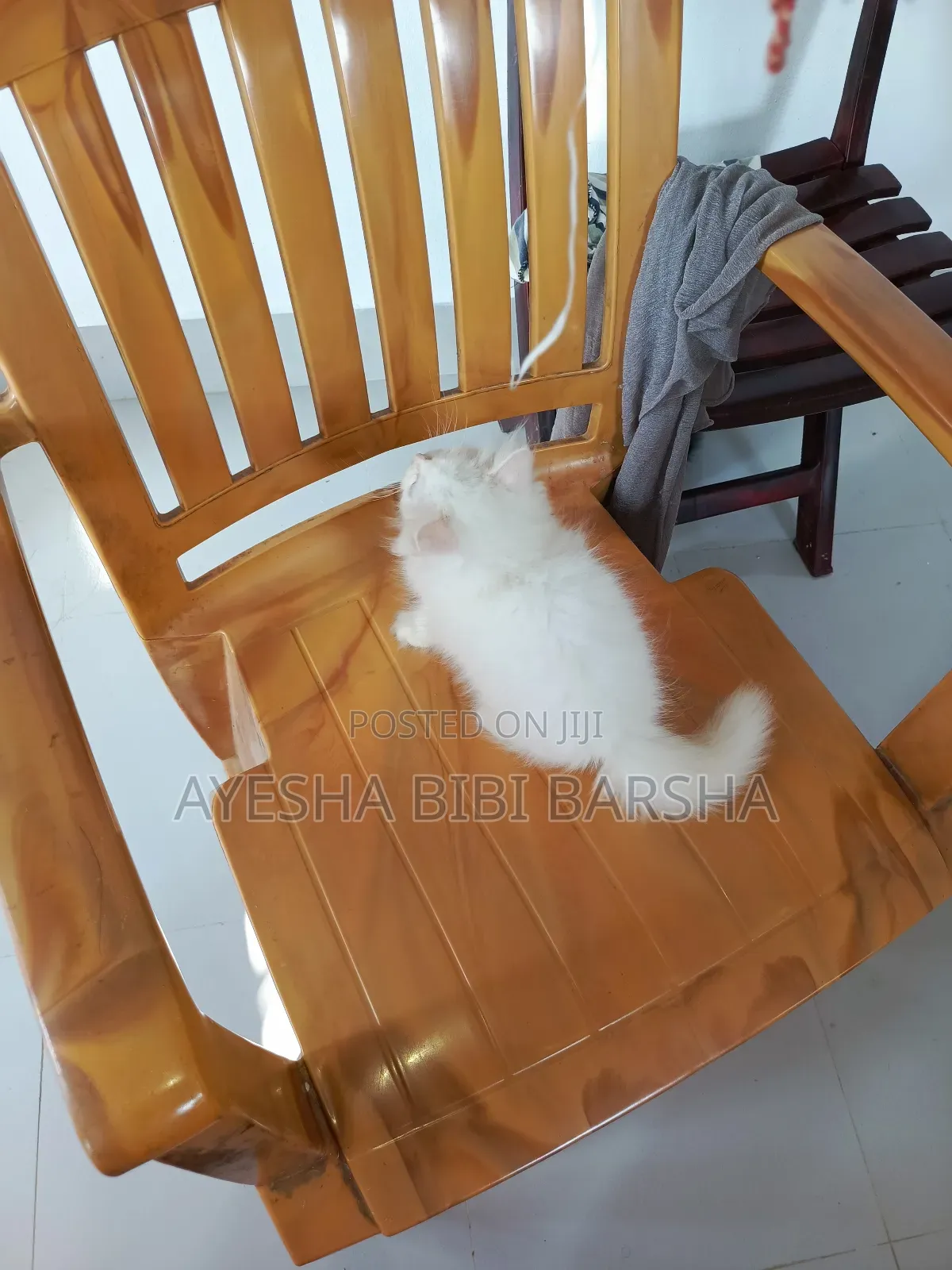 1-3 Months Female Purebred Persian