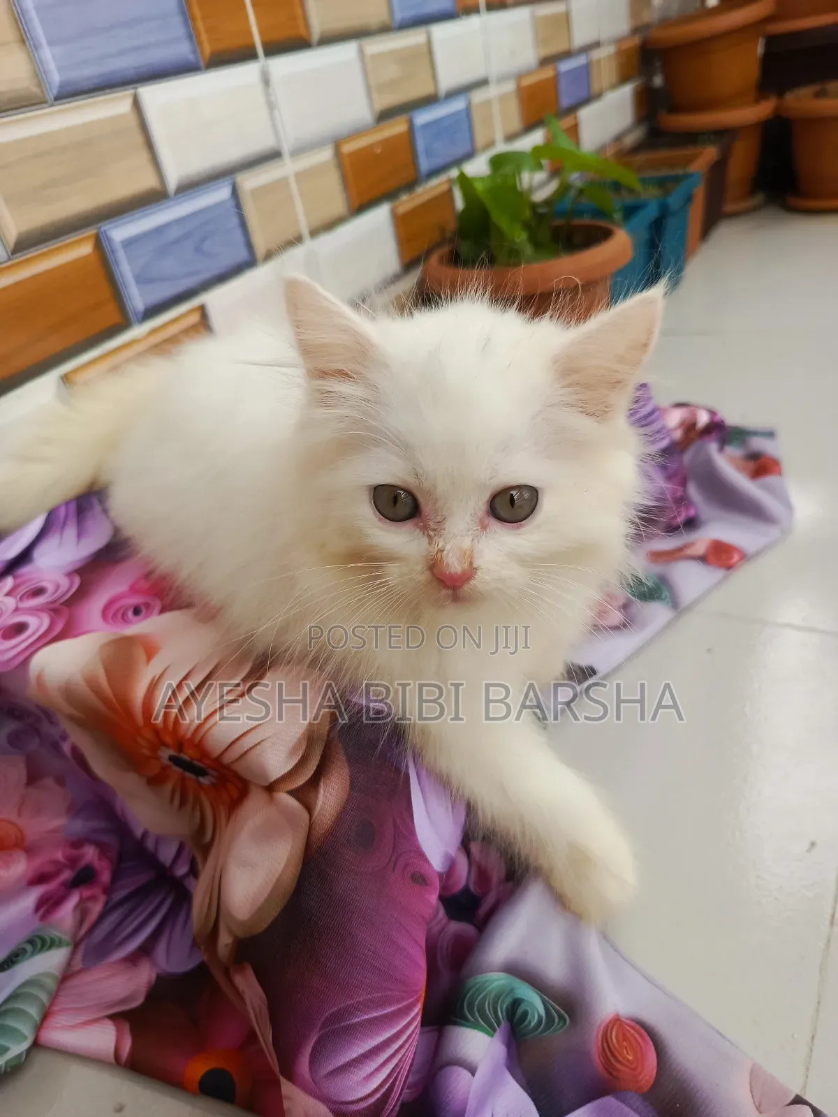 1-3 Months Female Purebred Persian
