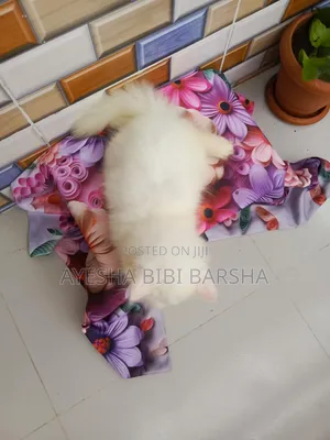 1-3 Months Female Purebred Persian