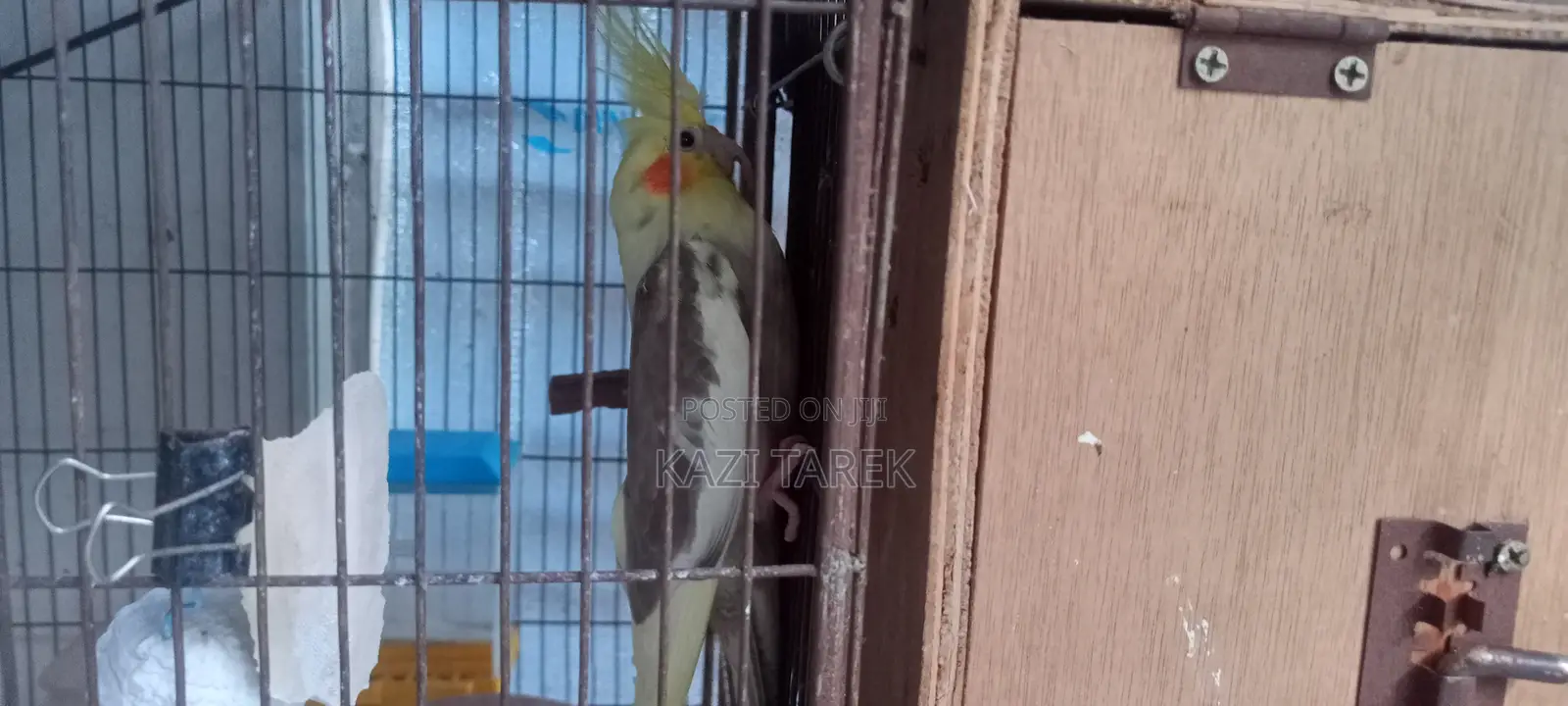 Cockatiel Parrot Running Pair+2 Babies+Full Cage Set