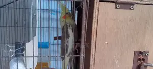 Cockatiel Parrot Running Pair+2 Babies+Full Cage Set