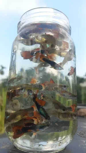 Fancy Mix Breading Pair's