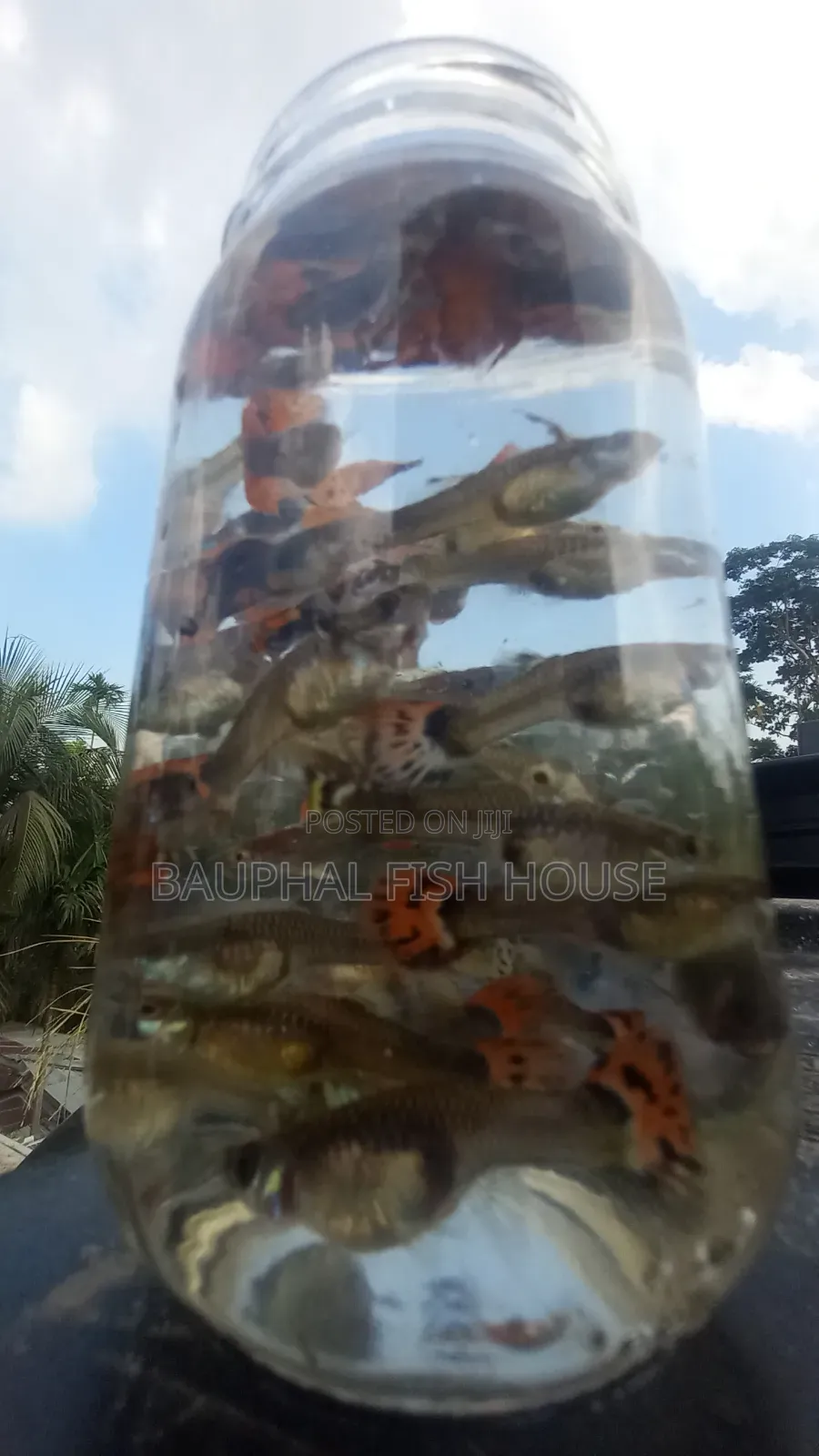 Fancy Mix Breading Pair's