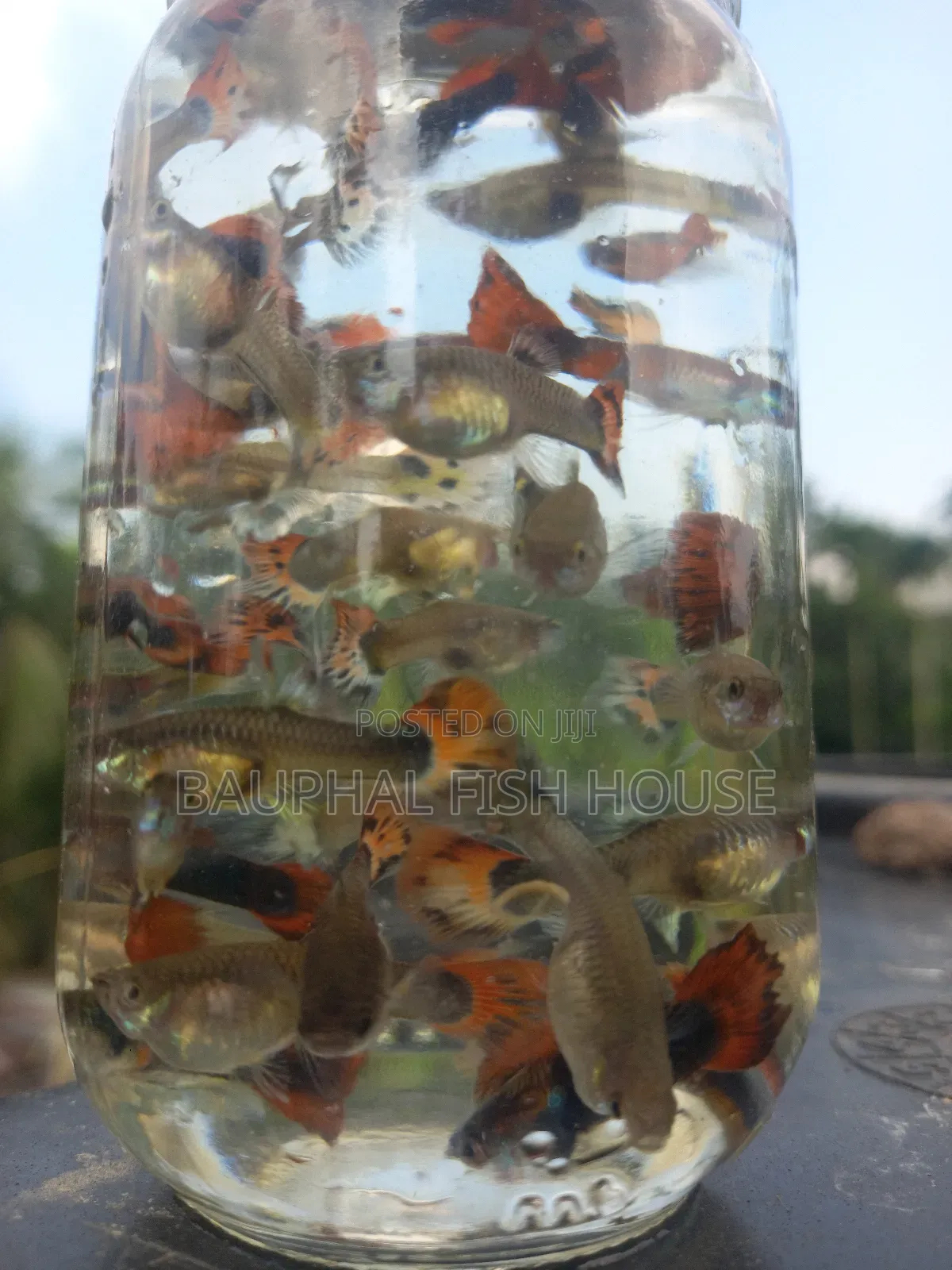 Fancy Mix Breading Pair's