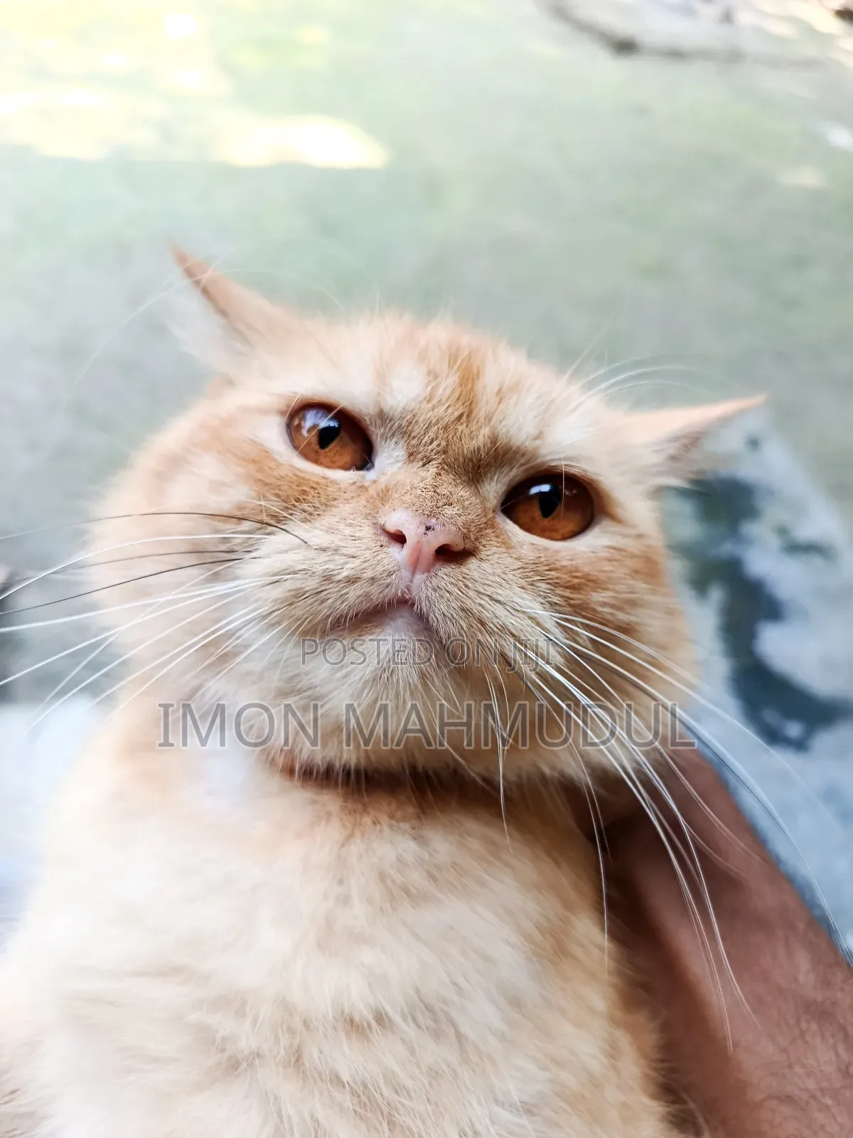 1+ Year Female Purebred Persian