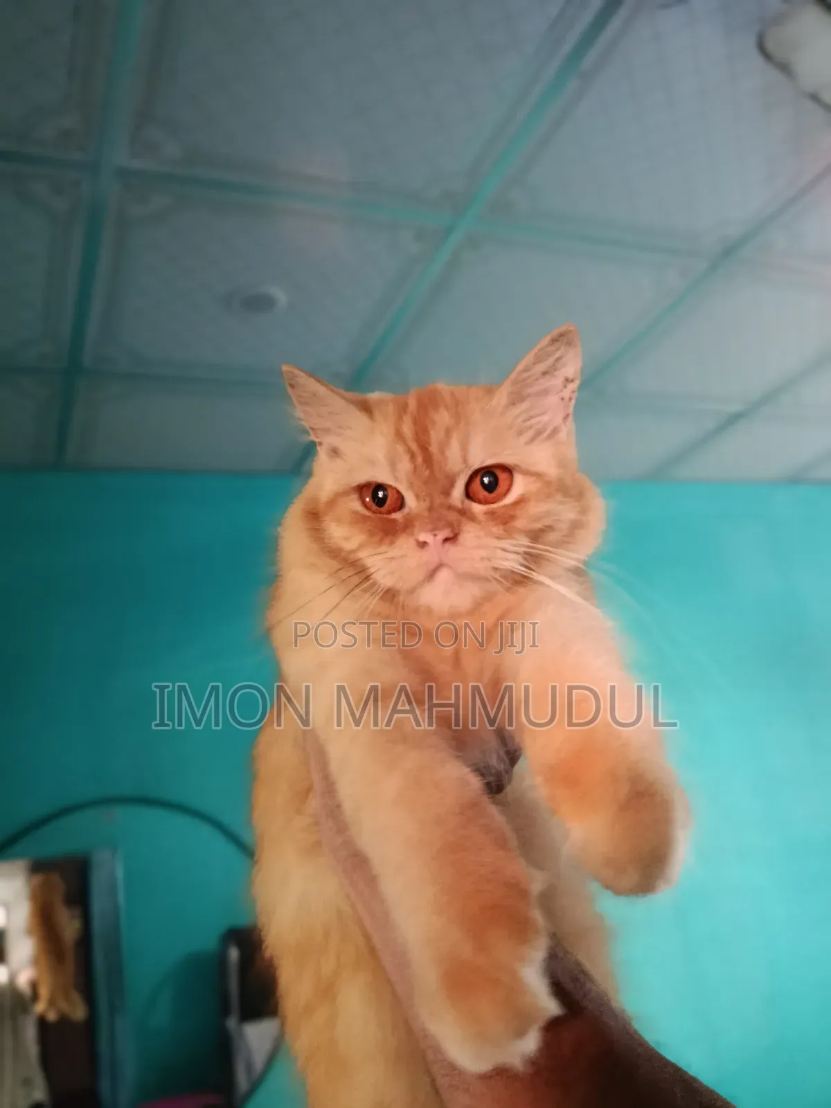 1+ Year Female Purebred Persian