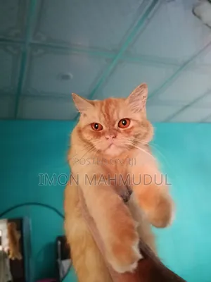 1+ Year Female Purebred Persian