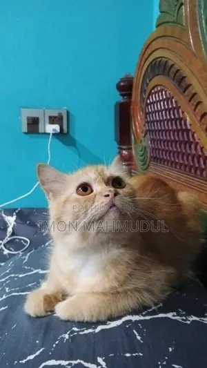 1+ Year Female Purebred Persian