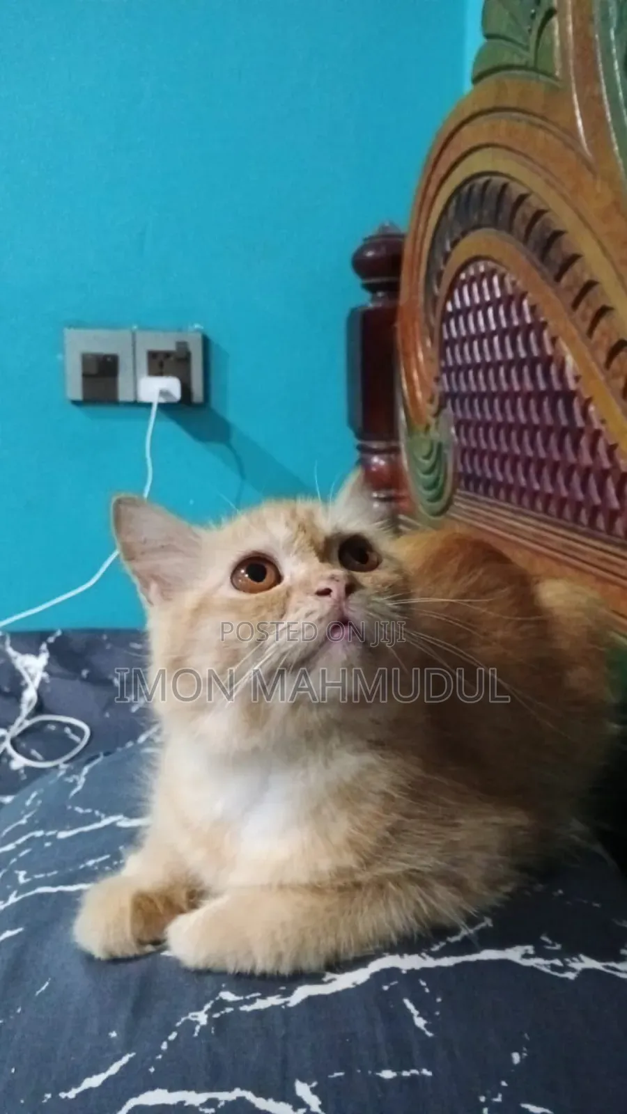 1+ Year Female Purebred Persian