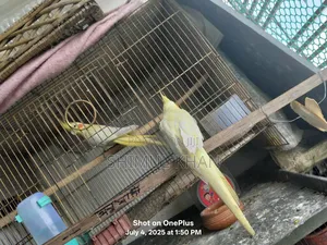 Photo - Lotino Pall Kokatel Sell