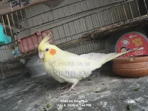 Lotino Pall Kokatel Sell